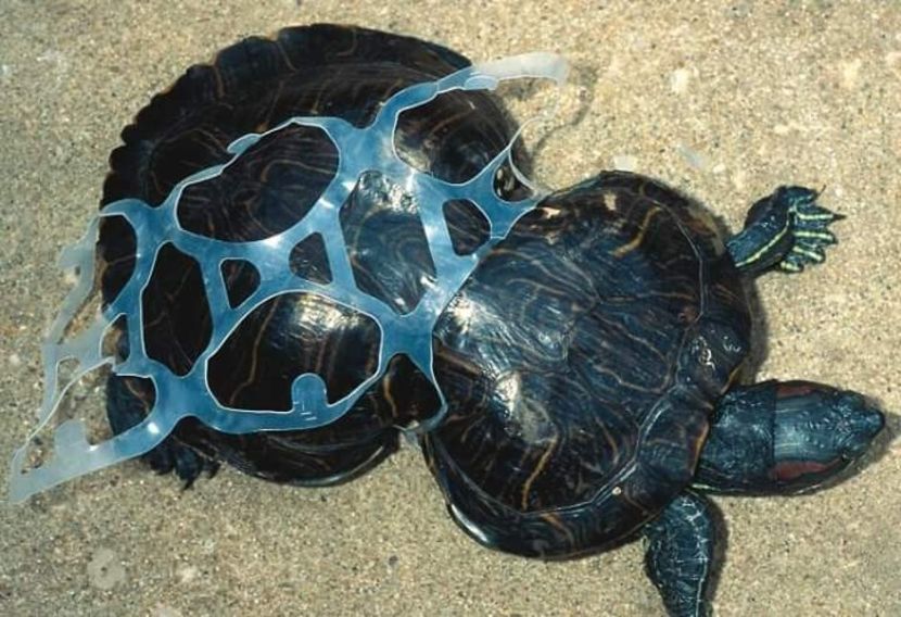  - 0_Broaste testoase_0