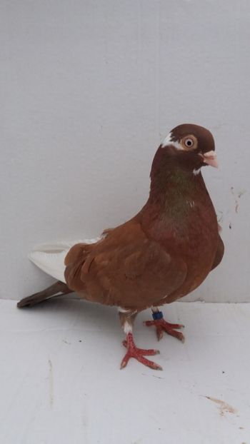 M 2018 - Por galateni jucatori