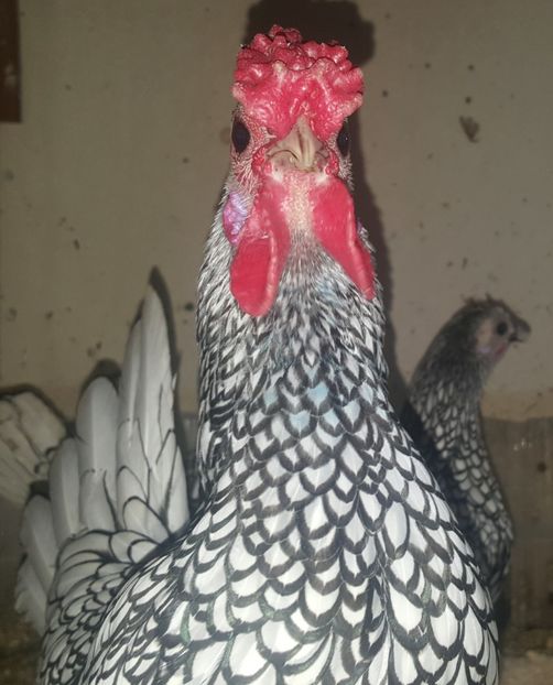  - Sebright argintiu matca 2019