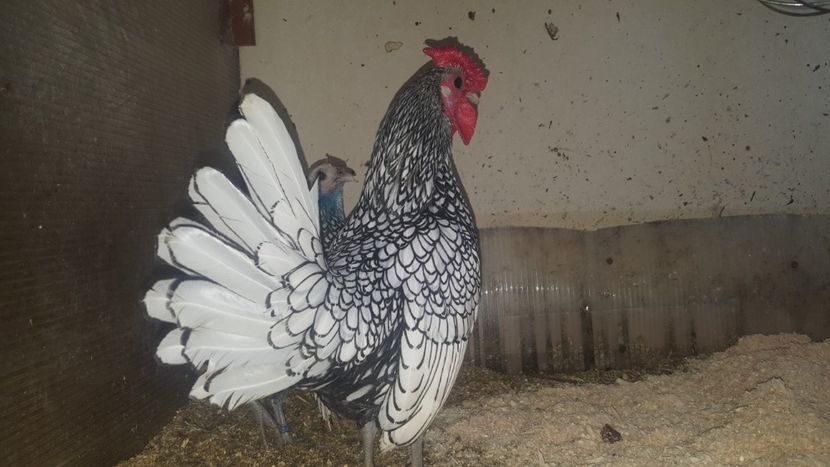  - Sebright argintiu matca 2019