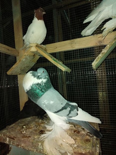  - gusati de pomerania