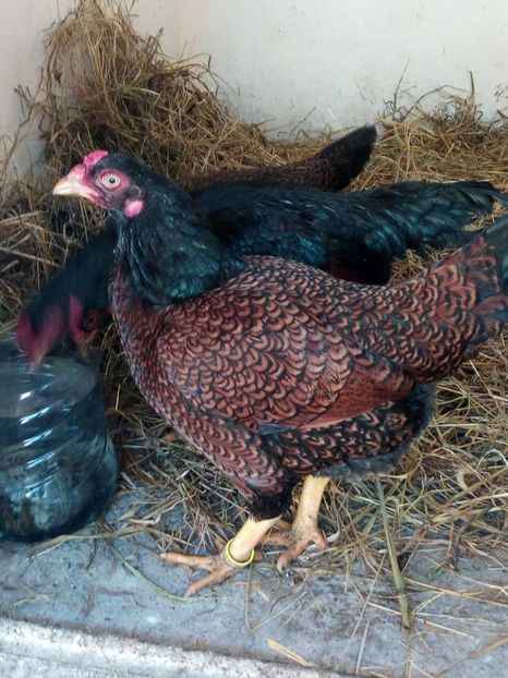  - Combatant indian talie mare