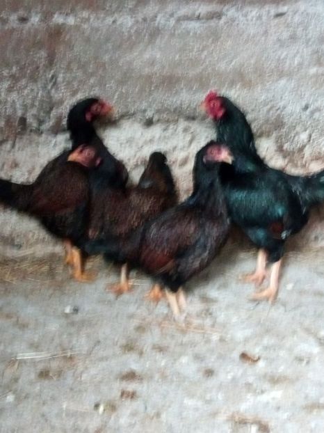  - Combatant indian pitic