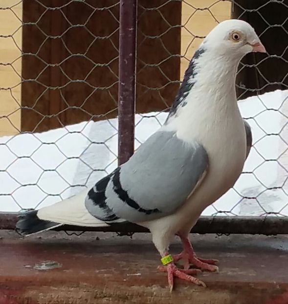 Vandut - A-- DE VANZARE JUCATORI DE GALATI