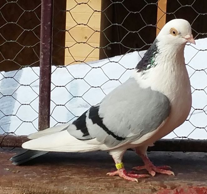 Vanduta - A-- DE VANZARE JUCATORI DE GALATI