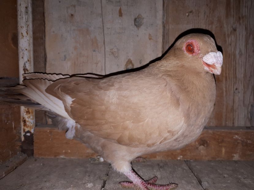 F vîndută - H3 _ tineret 2018