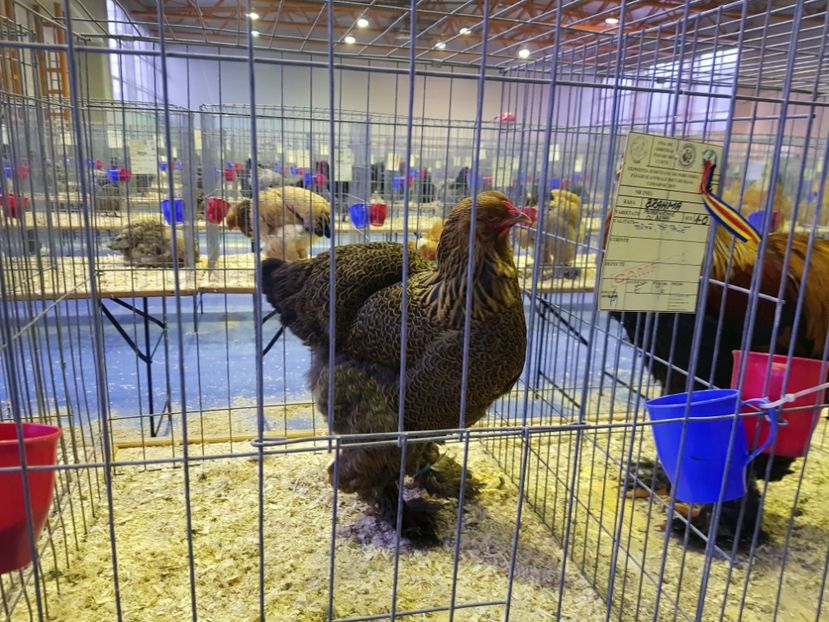  - u EXPO PASARI PORUMBEI SI ANIMALUTE DE CASA Plesuva Comarnic Ian 2019