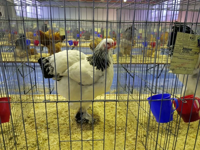  - u EXPO PASARI PORUMBEI SI ANIMALUTE DE CASA Plesuva Comarnic Ian 2019