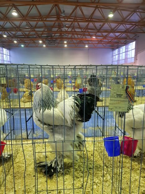  - u EXPO PASARI PORUMBEI SI ANIMALUTE DE CASA Plesuva Comarnic Ian 2019
