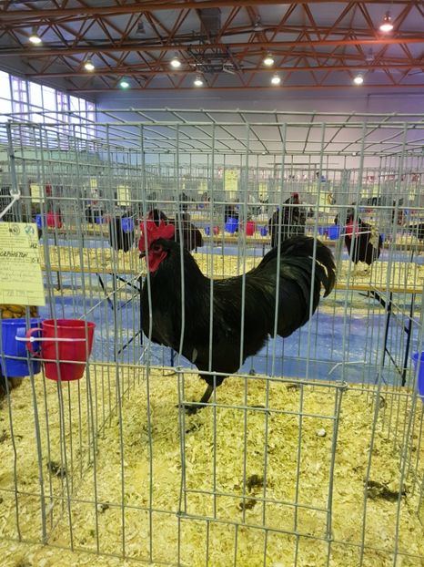  - u EXPO PASARI PORUMBEI SI ANIMALUTE DE CASA Plesuva Comarnic Ian 2019
