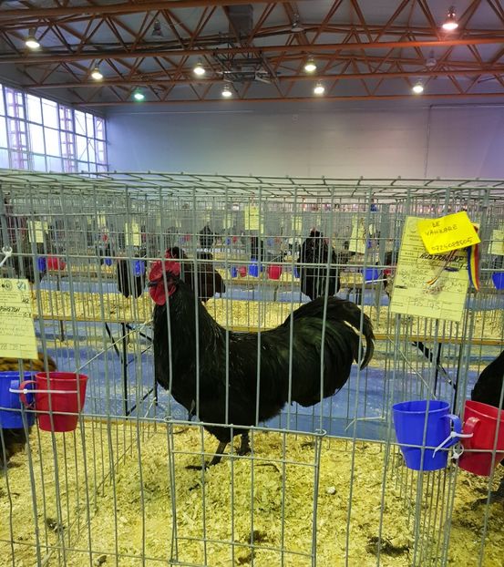 20190126_170340 (2) - u EXPO PASARI PORUMBEI SI ANIMALUTE DE CASA Plesuva Comarnic Ian 2019