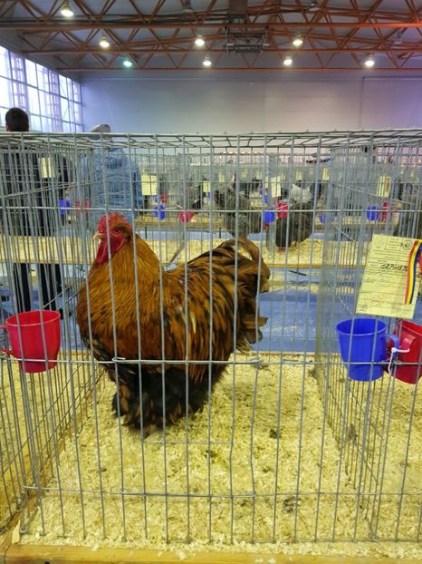  - u EXPO PASARI PORUMBEI SI ANIMALUTE DE CASA Plesuva Comarnic Ian 2019