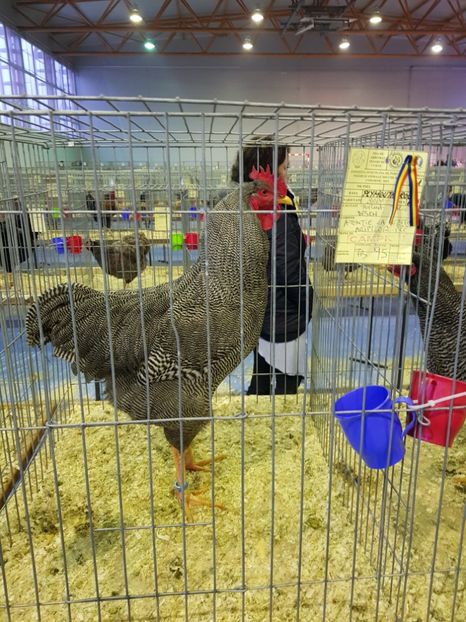  - u EXPO PASARI PORUMBEI SI ANIMALUTE DE CASA Plesuva Comarnic Ian 2019