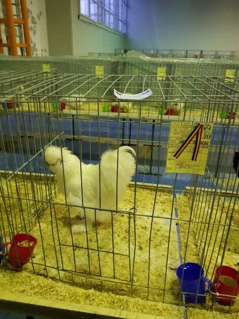  - u EXPO PASARI PORUMBEI SI ANIMALUTE DE CASA Plesuva Comarnic Ian 2019