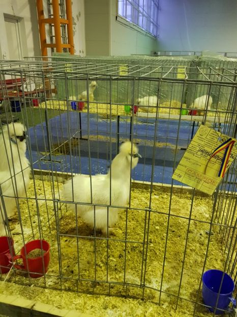  - u EXPO PASARI PORUMBEI SI ANIMALUTE DE CASA Plesuva Comarnic Ian 2019