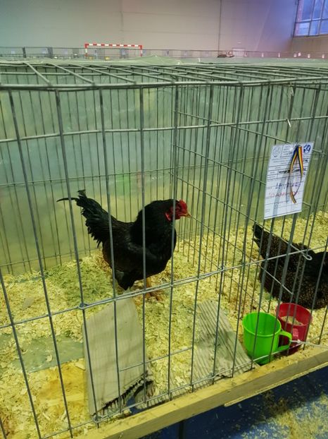  - u EXPO PASARI PORUMBEI SI ANIMALUTE DE CASA Plesuva Comarnic Ian 2019