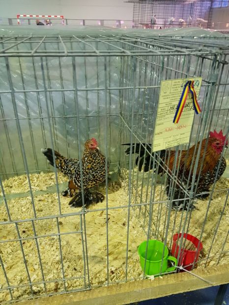  - u EXPO PASARI PORUMBEI SI ANIMALUTE DE CASA Plesuva Comarnic Ian 2019