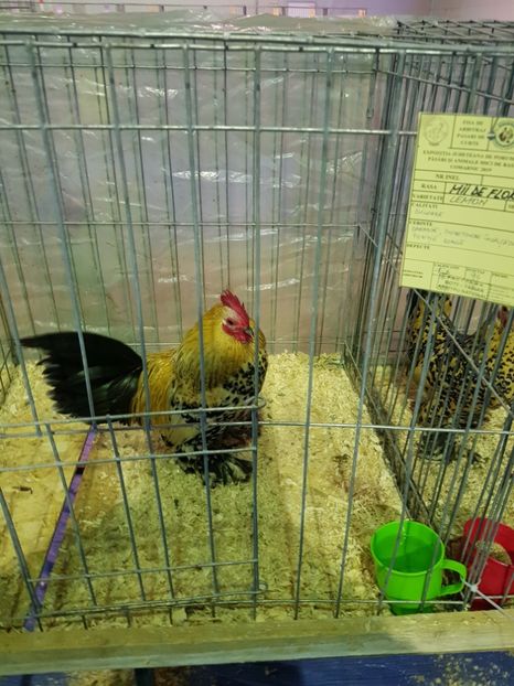  - u EXPO PASARI PORUMBEI SI ANIMALUTE DE CASA Plesuva Comarnic Ian 2019