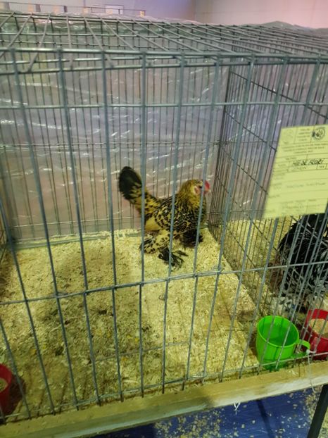  - u EXPO PASARI PORUMBEI SI ANIMALUTE DE CASA Plesuva Comarnic Ian 2019