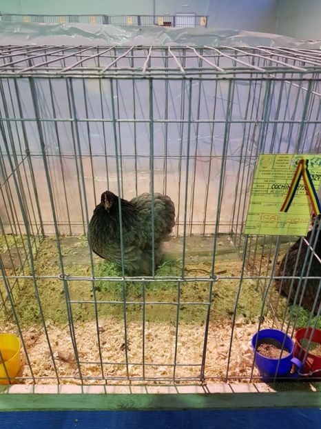  - u EXPO PASARI PORUMBEI SI ANIMALUTE DE CASA Plesuva Comarnic Ian 2019