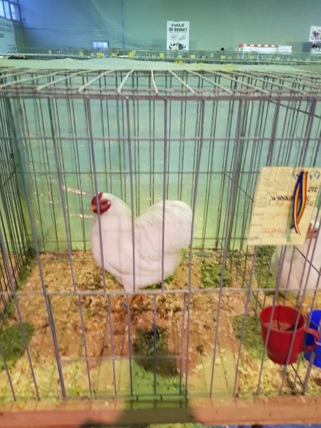  - u EXPO PASARI PORUMBEI SI ANIMALUTE DE CASA Plesuva Comarnic Ian 2019