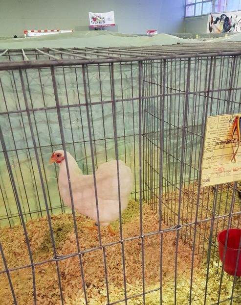 20190126_171021 (2) - u EXPO PASARI PORUMBEI SI ANIMALUTE DE CASA Plesuva Comarnic Ian 2019