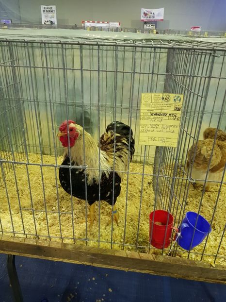  - u EXPO PASARI PORUMBEI SI ANIMALUTE DE CASA Plesuva Comarnic Ian 2019