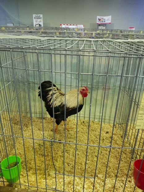  - u EXPO PASARI PORUMBEI SI ANIMALUTE DE CASA Plesuva Comarnic Ian 2019