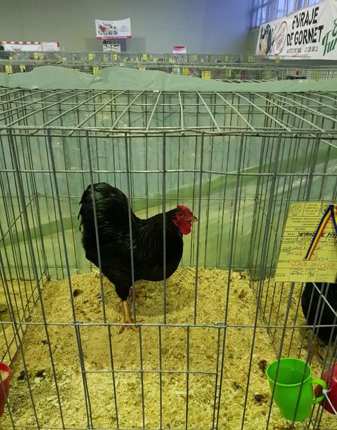 20190126_171115 (2) - u EXPO PASARI PORUMBEI SI ANIMALUTE DE CASA Plesuva Comarnic Ian 2019