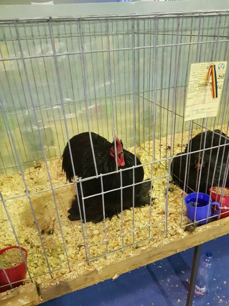  - u EXPO PASARI PORUMBEI SI ANIMALUTE DE CASA Plesuva Comarnic Ian 2019