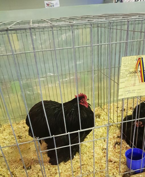 20190126_171538 (2) - u EXPO PASARI PORUMBEI SI ANIMALUTE DE CASA Plesuva Comarnic Ian 2019