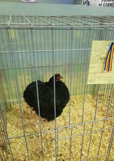 20190126_171544 (2) - u EXPO PASARI PORUMBEI SI ANIMALUTE DE CASA Plesuva Comarnic Ian 2019