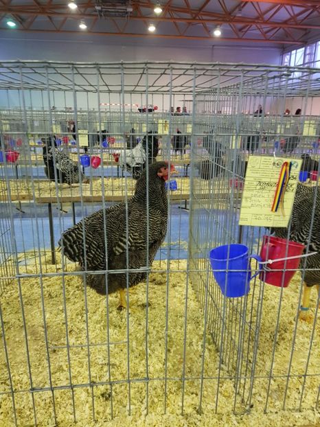  - u EXPO PASARI PORUMBEI SI ANIMALUTE DE CASA Plesuva Comarnic Ian 2019