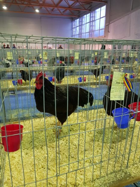  - u EXPO PASARI PORUMBEI SI ANIMALUTE DE CASA Plesuva Comarnic Ian 2019