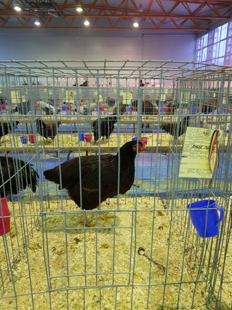  - u EXPO PASARI PORUMBEI SI ANIMALUTE DE CASA Plesuva Comarnic Ian 2019