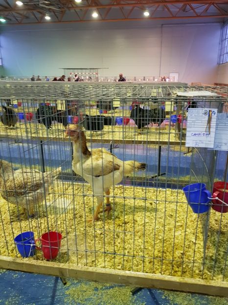  - u EXPO PASARI PORUMBEI SI ANIMALUTE DE CASA Plesuva Comarnic Ian 2019