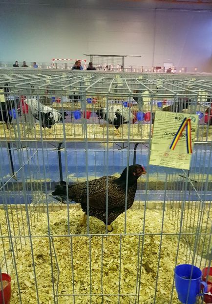 20190126_170620 (2) - u EXPO PASARI PORUMBEI SI ANIMALUTE DE CASA Plesuva Comarnic Ian 2019