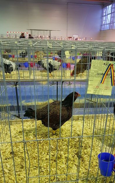 20190126_170623 (2) - u EXPO PASARI PORUMBEI SI ANIMALUTE DE CASA Plesuva Comarnic Ian 2019