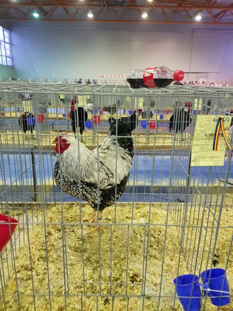  - u EXPO PASARI PORUMBEI SI ANIMALUTE DE CASA Plesuva Comarnic Ian 2019