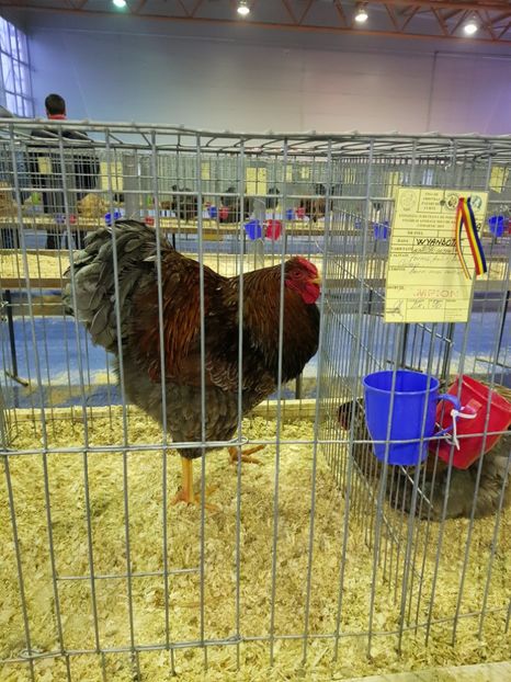  - u EXPO PASARI PORUMBEI SI ANIMALUTE DE CASA Plesuva Comarnic Ian 2019