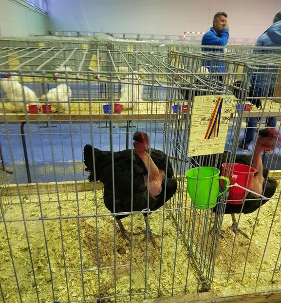 20190126_170714 (2) - u EXPO PASARI PORUMBEI SI ANIMALUTE DE CASA Plesuva Comarnic Ian 2019