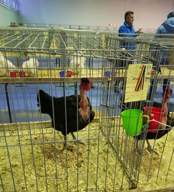 20190126_170719 (2) - u EXPO PASARI PORUMBEI SI ANIMALUTE DE CASA Plesuva Comarnic Ian 2019