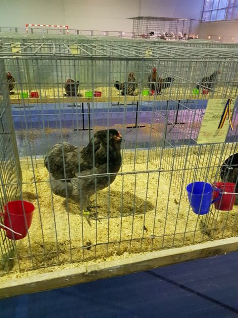  - u EXPO PASARI PORUMBEI SI ANIMALUTE DE CASA Plesuva Comarnic Ian 2019