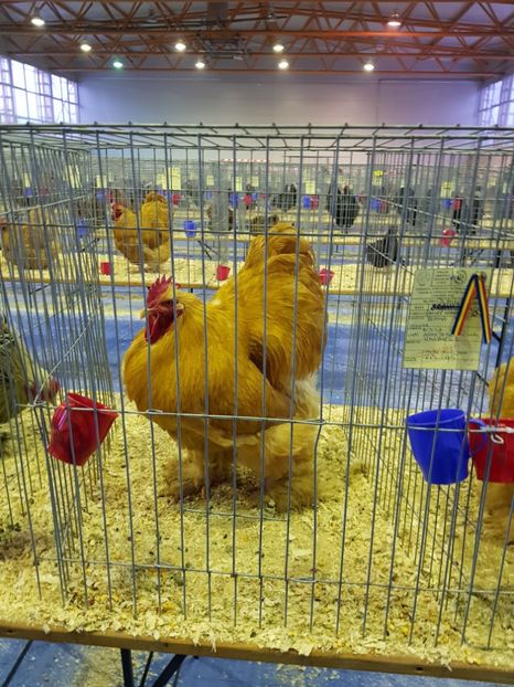  - u EXPO PASARI PORUMBEI SI ANIMALUTE DE CASA Plesuva Comarnic Ian 2019