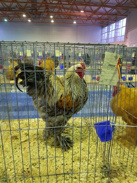  - u EXPO PASARI PORUMBEI SI ANIMALUTE DE CASA Plesuva Comarnic Ian 2019