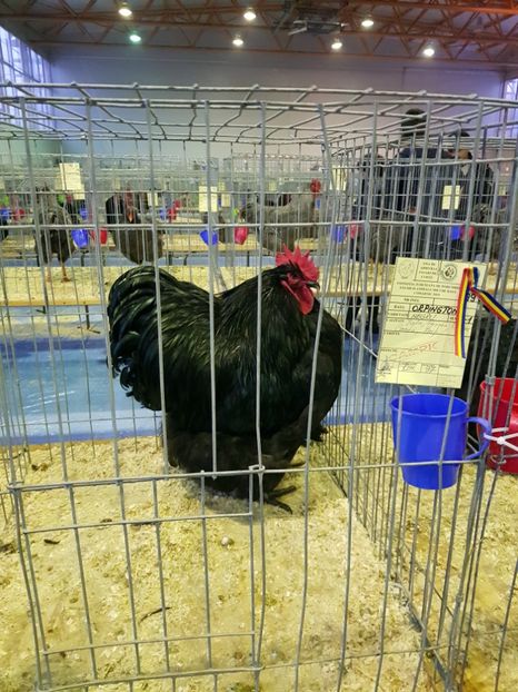  - u EXPO PASARI PORUMBEI SI ANIMALUTE DE CASA Plesuva Comarnic Ian 2019