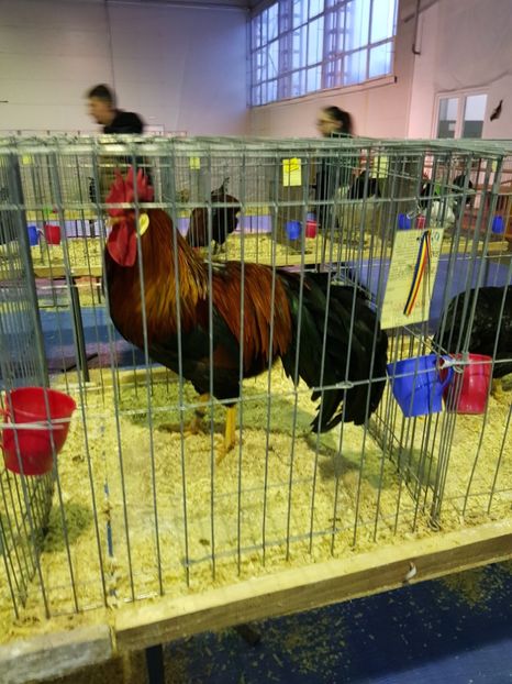  - u EXPO PASARI PORUMBEI SI ANIMALUTE DE CASA Plesuva Comarnic Ian 2019