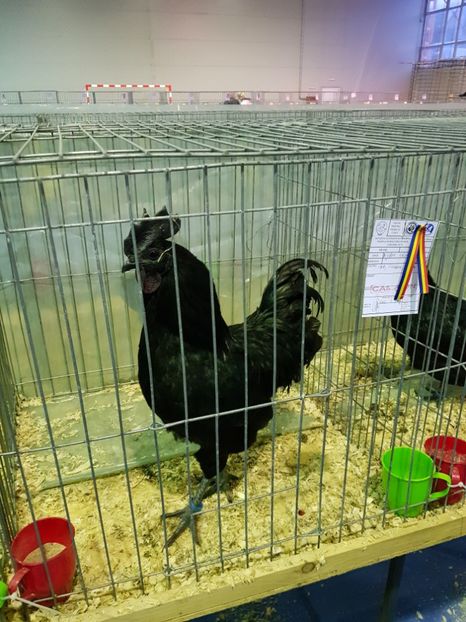  - u EXPO PASARI PORUMBEI SI ANIMALUTE DE CASA Plesuva Comarnic Ian 2019