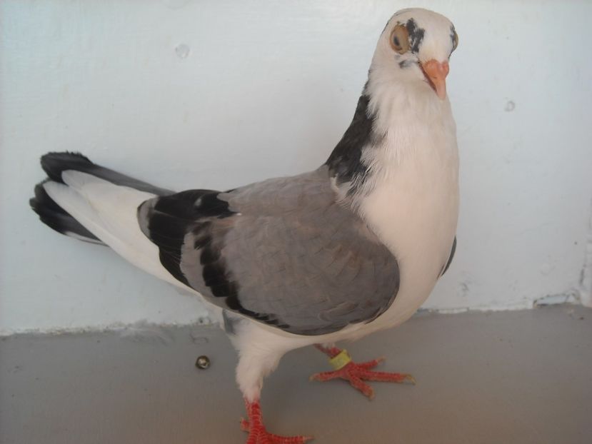  - PORUMBEI CARE MI AU APARTINUT