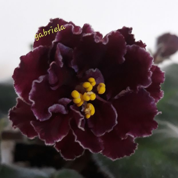 Le Madzenta - AA violete africane de colectie